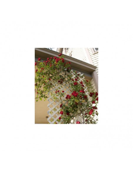 ΚΑΦΑΣΩΤΟ ΞΥΛΙΝΟ MEDIUM 122x240 ΜΕ ΜΑΤΙ 5x5εκ.